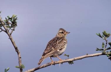 Fauna obratlovci ptáci Hojné jsou citlivější lesní druhy: čáp černý (Ciconia nigra), včelojed