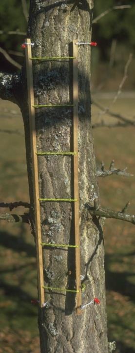 The European Guideline for mapping lichen diversity as an indicator of environmental quality (LDV method) S - sums of frequencies of lichen species on a defined portion of a tree trunk N - four