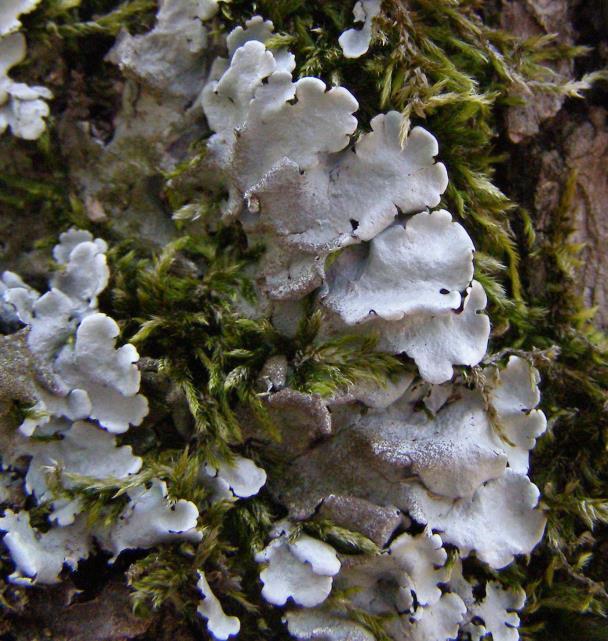 Influences of particular factors on lichen diversity The most important human-influenced factors: - air pollution -