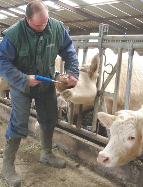 Chov Laurent CHEVALIER 71 710 Saint Symphorien de MOURMAGNE Chov 140 masných krav plemene Charolais Profil u 4 krav v lednu 2011 dělaný veterinárním vyšetřením z důvodu mnoha problémů u telat v