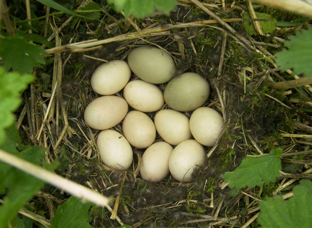 OBSAH Rozmanitost ptáků na Vysočině... 4 Rybníky... 6 Vodní toky...8 Rašeliniště... 10 Louky.