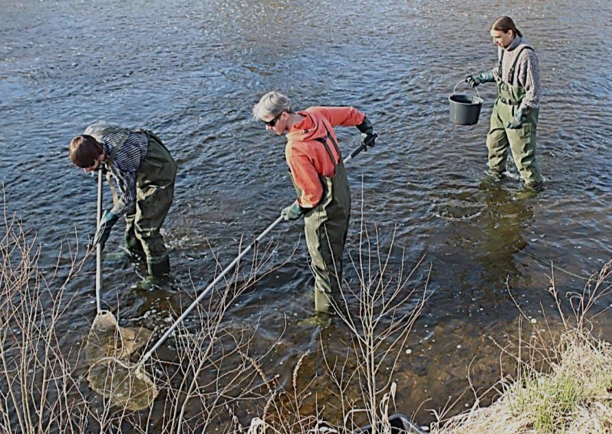 Ryby a mihule Ryby a mihule 167 EVL 12 mapujících subjektů tři skupiny dle metodiky: Drobné vodoteče Řeky a říčky Tůně a stojaté vody