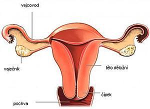 5. TEORETICKÁ ČÁST 5.1 Anatomie dělohy Děloha (uterus) patří tzv. k ženským vnitřním pohlavním orgánům.
