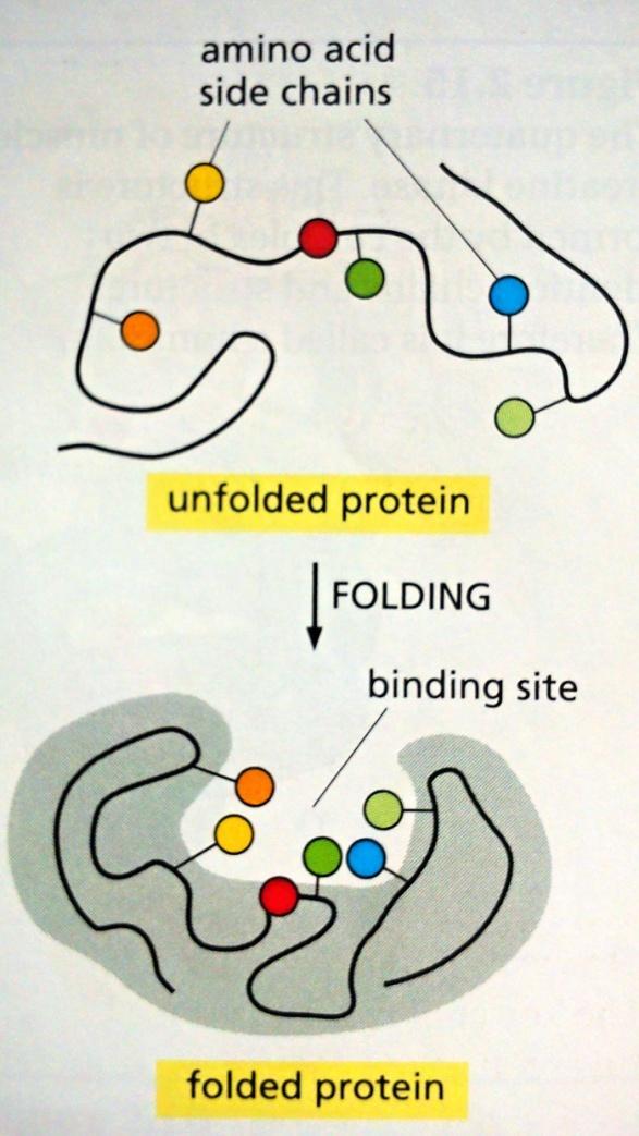 2.3 Terciární struktura Terciární struktura (Tertiary structure), 3D struktura, nebo také proteinový fold, vzniká dalším působením aminokyselin na sebe poté, co utvořily sekundární strukturu.