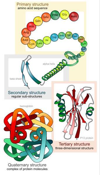 2.4 Kvartérní struktura Kvartérní struktura (Quarternary structure) se vyskytuje, pokud je protein tvořen více než jedním řetězcem aminokyselin (je to více proteinů spojených v jeden).