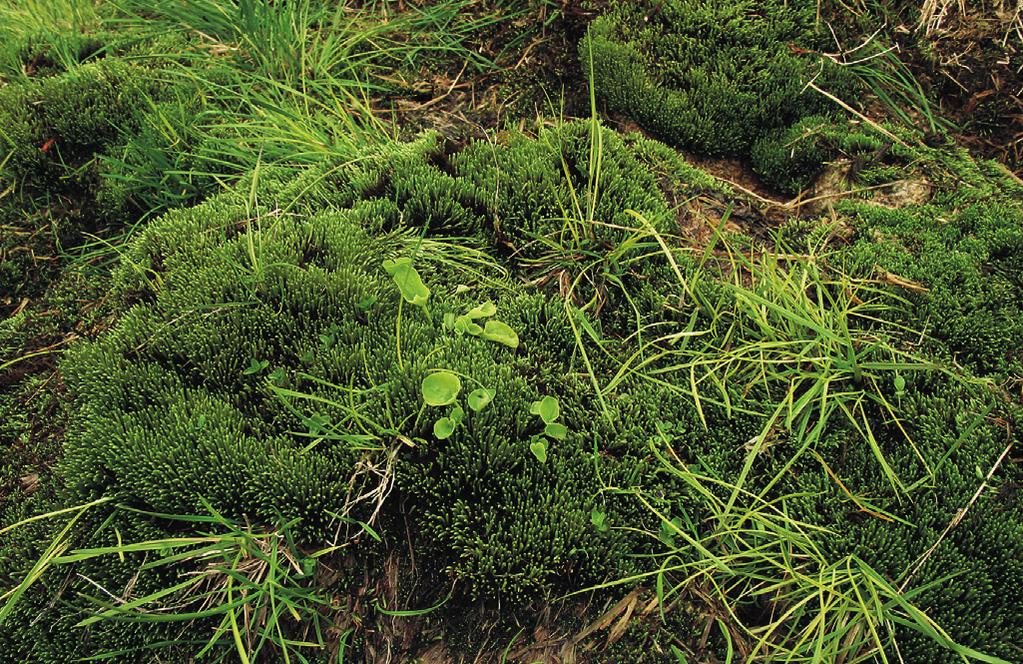 Swertio perennis-dichodontion palustris pokr. > 25 % NOT Cardamine amara subsp. opicii pokr. > 5 % NOT Petasites albus pokr. > 25 % NOT Sphagnum sp. pokr. > 5 % Struktura a druhové složení.