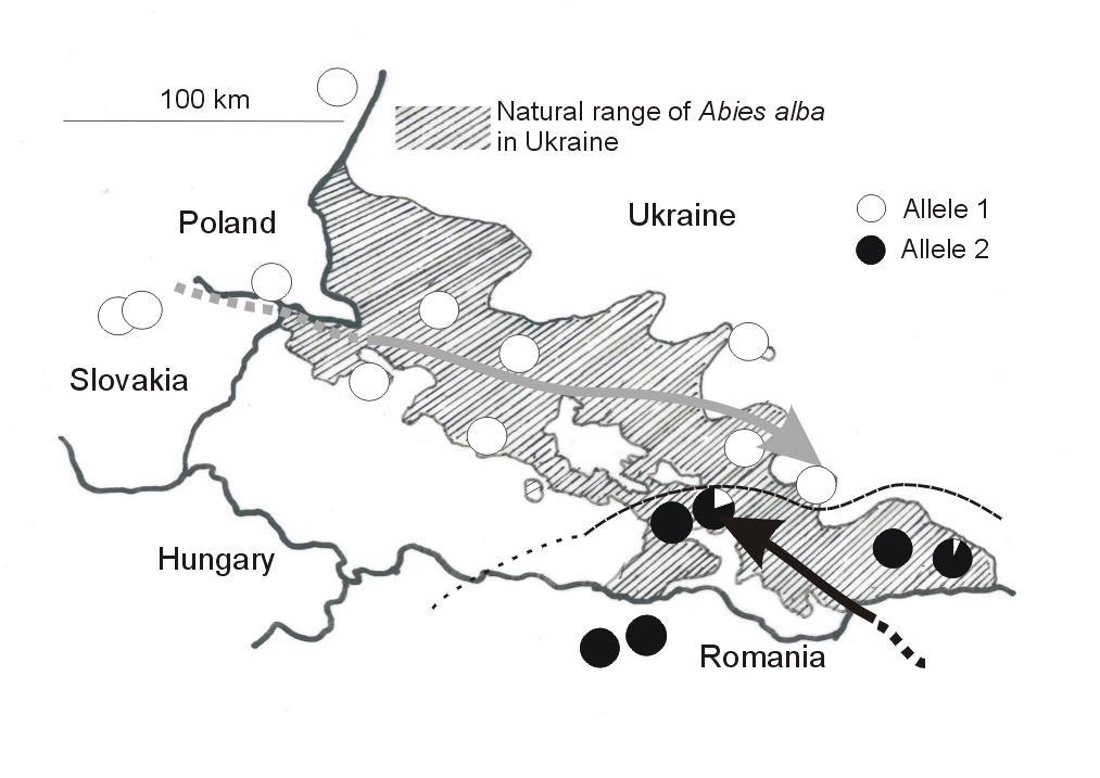 Distribuce haplotypů mtdna v oblastech překryvu