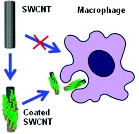 Makrofága nepřijme čistou uhlíkovou nanotrubici ale přijme uhlíkovou nanotrubici zabalenou do fosfolipidů. http://pubs.acs.org/doi/abs/10.