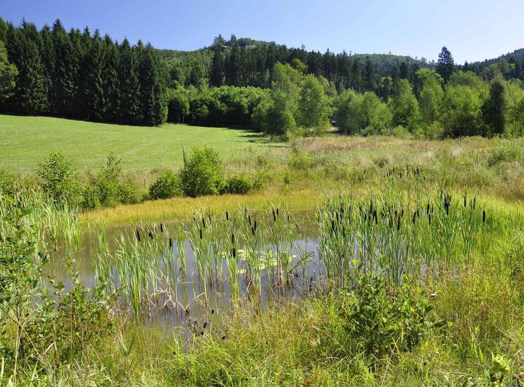 Revitalizace vodního toku a jeho nivy -