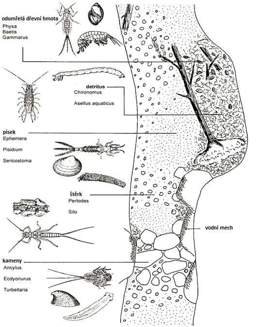 VLIV STAVU VODNÍCH TOKŮ NA JEJICH OŽIVENÍ Ukázka zastoupení makrozoobentosu ve vodním toku (Borstelmann, 2003) DOBRÝ EKOLOGICKÝ STAV VODNÍHO TOKU Morfologický stav koryta vodního toku - základní