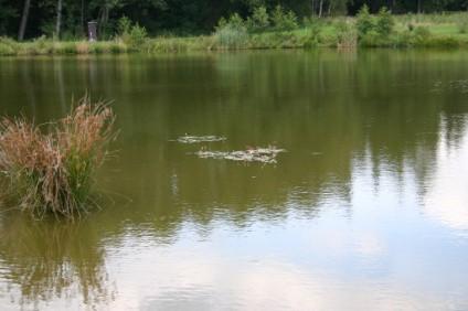 vodních a mokřadních biotopů, včetně doprovodných břehových porostů, jsou stanovištěm výskytu původních rostlin a živočichů vázaných na vodní a mokřadní