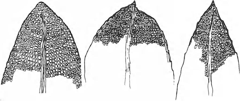 Bryonora, Praha 14 (1994) 11 10 11 12 Obr. 1. 1 - terminologie jednotlivých částí čepele lístku, 2 - Fissidens algarvicus, 3 - F. bryoides, 4 - F. incurvus, 5 - F. rufulus, 6 - F. crassipes, 7 - F.