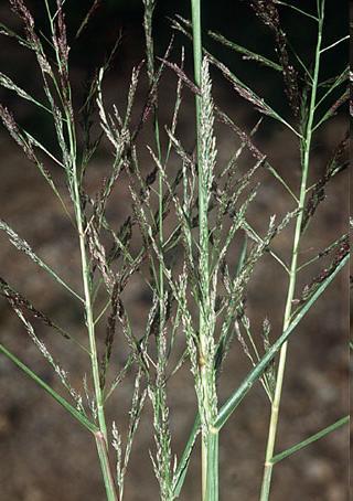 Eragrostis albensis H. Scholz milička polabská Drobná, jednoletá, trsnatá tráva. Nejnižší větve laty po 1-2 na bázi s 3-4 m dlouhými odstálými chlupy. Vřeteno a větévky laty drsné.