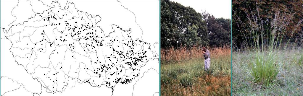 Molinia arundinacea Schrank bezkolenec rákosovitý Rostliny statné (až 250cm vysoké), listy až 15mm široké, klásky