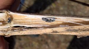 (Sclerotinia