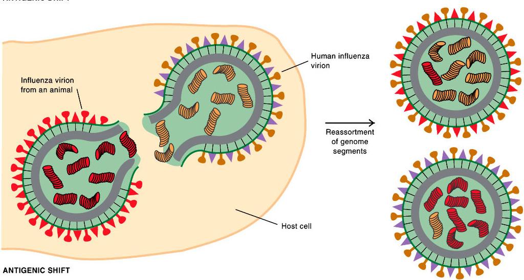 rekombinace-výměna genetického materiálu mezi genomy dvou virů častý u DNA virů zvýšení virulence