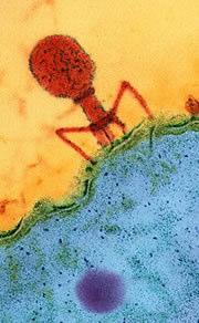 1898 Friedrich LOEFFLER a Paul FROSCH první virus obratlovců = původce slintavky a kulhavky 1901 Walter REED prvnílidský virus = virus