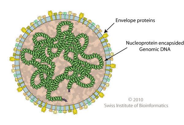 nejdůležitější část - nukleoid = genom viru obsahuje nukleovou