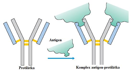 HLA systém (human leukocyte antigens) neboli lidský MHC systém Jedná se o hlavní histokompatibilní systém člověka. MHC glykoproteiny Ⅰ. třídy jsou přítomny na všech jaderních buňkách v organismu.