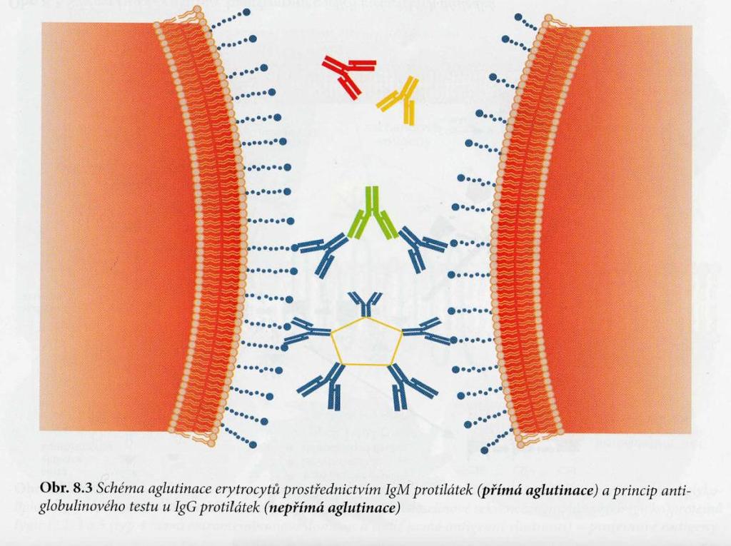 Obrázek 3 Přímá a nepřímá aglutinace (6) Rozdělení aglutinačních testů podle techniky provedení Enzymový test není považován za rutinní metodu.