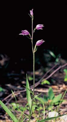 Mrazové sruby ve vy ích ãástech Îìárska mají vesmûs jen druhovû chudou flóru s puch finíkem kfiehk m (Cystopteris fragilis) a metliãkou kfiivolakou (Avenella flexuosa).