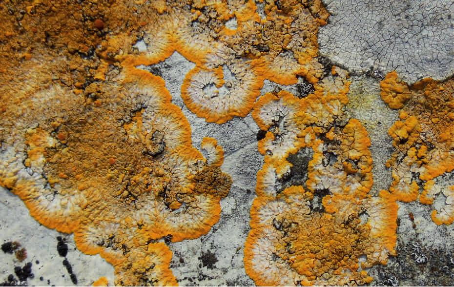The occurrence of Caloplaca aurantia in the Czech Republic is restricted to South Moravia. It is quite common in the Pálava Hills. Photo by J. Malíček Obr. 2.