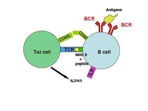 T H 2 imunitní odpověď pomoc B lymfocytům Základní funkcí T H 2 buněk je spolupráce s B lymfocyty