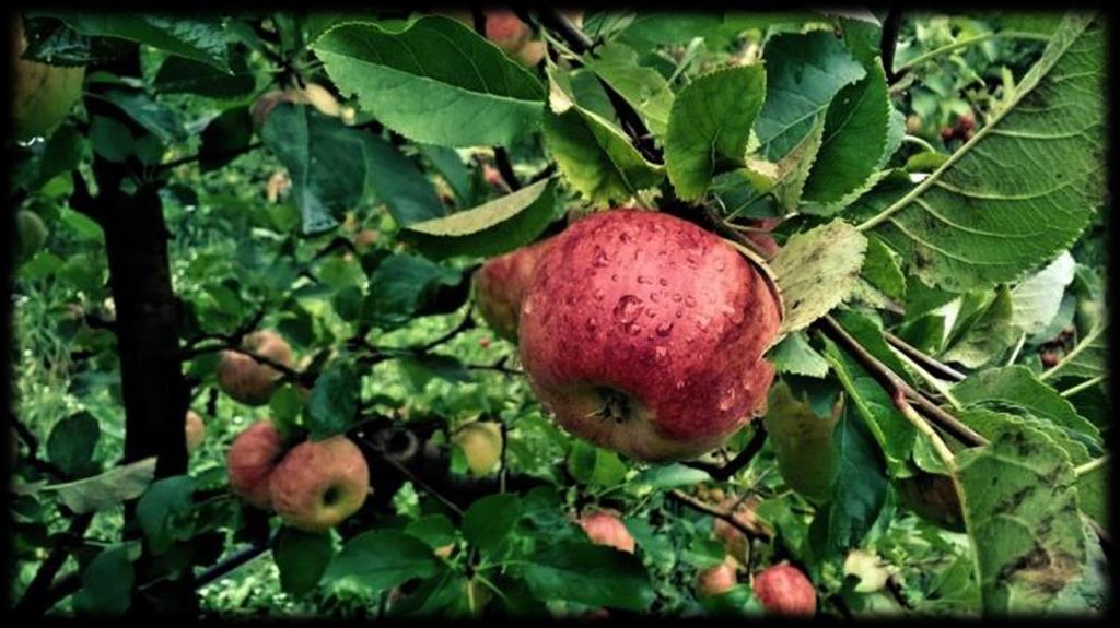 Produkce ovoce a zeleniny