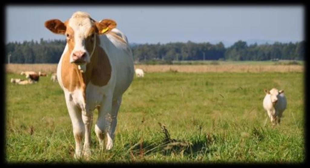 Eko-logické zemědělství Komplexní systém řízení zemědělského podniku a produkce potravin K přírodě šetrné postupy důraz na biologickou rozmanitost, ochranu přírodních zdrojů, dobré zacházení se