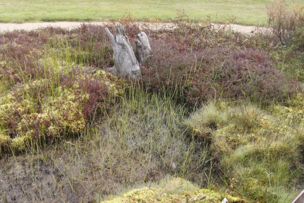 oblastí světa, přesto je důraz na českou květenu a její sesadbu v jednom místě