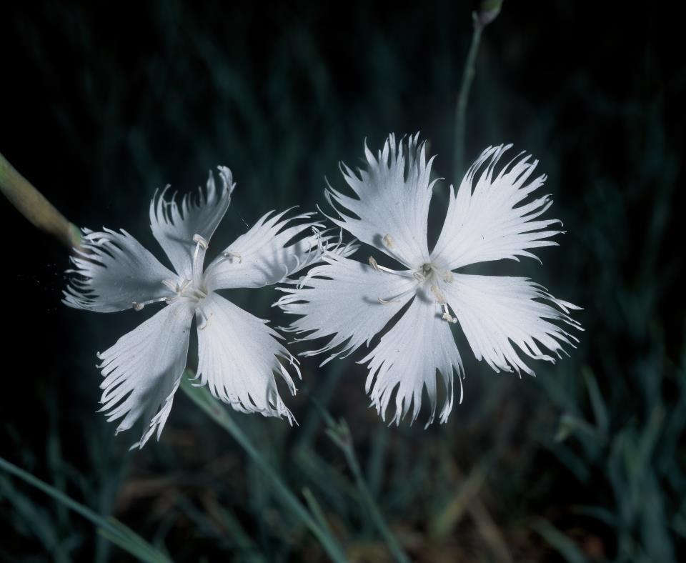 Dianthus arenarius subsp.