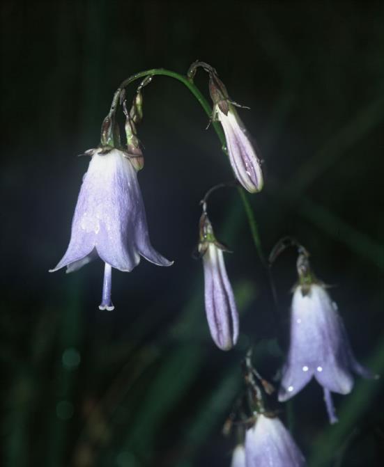 Adenophora liliifolia Nejdéle pěstovaný ohrožený druh v