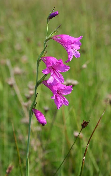 Gladiolus palustris V celém areálu ohrožený a ustupující druh O současném stavu v ČR existují detailní znalosti Kultivace je