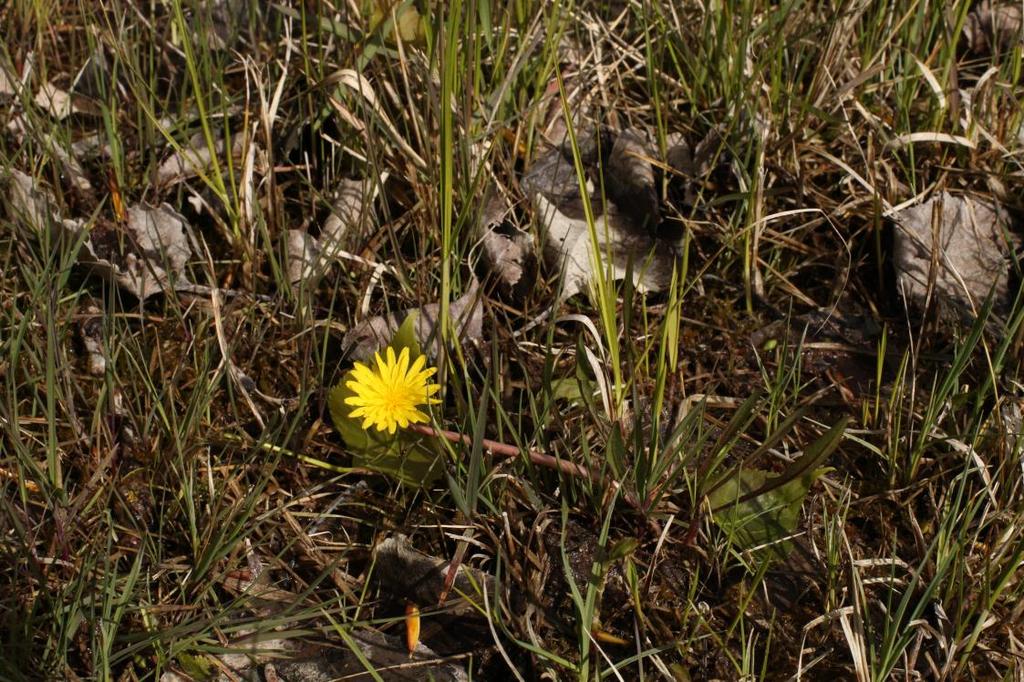 Taraxacum sect.