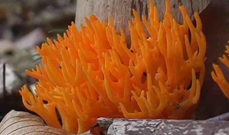 Houby Důležitou součástí přirozeného lesa jsou houby, které