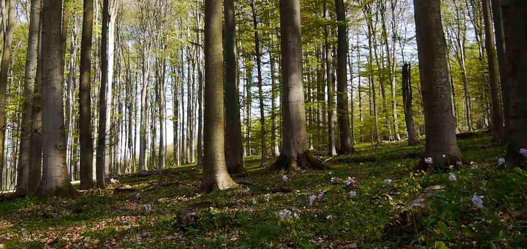 Kyčelnice 8 Kyčelnice cibulkonosná (Dentaria