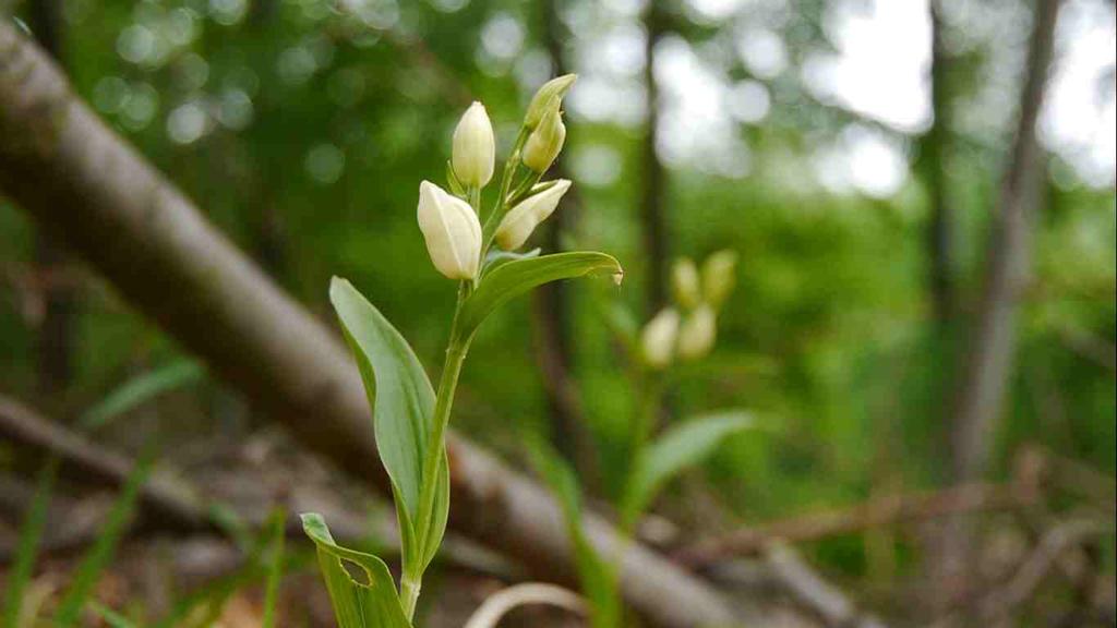 Deset druhů orchidejí Vstavačovité druhy jsou další skupinou, která dokáže růst v tmavém prostředí bučin.