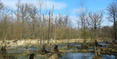 Parky a zeleň Poruba nemá jiný městský park. Na okrajích městského obvodu, ve vzdálenosti 3-6 km chůze od zámku se nachází lesopark a přírodní památka Turkov.