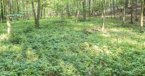 Zajištění dostatku světla Současné lesní lokality mají charakter vysokokmenného lesa a rostliny trpí přílišným zastíněním (např. v Karlickém údolí na fotografii).