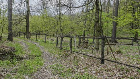 Snížení úživnosti stanoviště a vytváření vhodných podmínek pro uchycení semenáčků Na lokalitách s vysokým obsahem živin dochází především po prosvětlení stromového patra k bujnému růstu nitrofilních