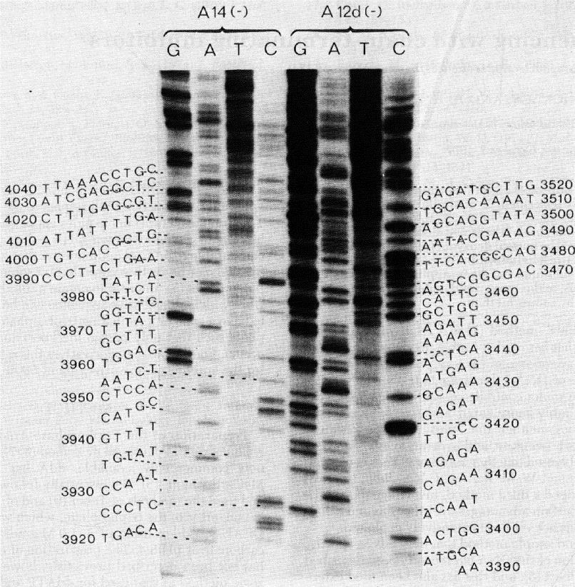 deoxyribonukleotidů (dntps) a asi 10 % 2,3 - dideoxyribonukleotidů (ddntps; Sanger et al. 1977). Po denaturaci dsdna dochází k hybridizaci sekvenačního primeru na komplementární vlákno ssdna.