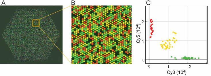 High-throughput SNP genotypování - Illumina Vhodné pro asociační mapování = určení diverzity a selekce vhodných línií pro křížení Vhodné pro konstrukci genetických map s velkou hustotou a