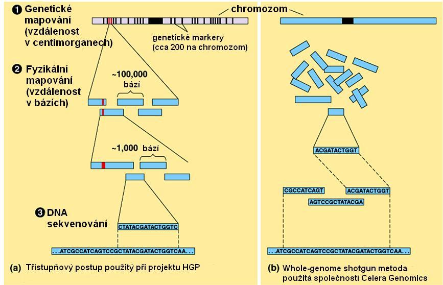 Genome Project), který byl naplánován na dobu 15 let a byl řízen americkým Úřadem pro energii (Department of Energy) a Národními ústavy zdraví (the National Institutes of Health).