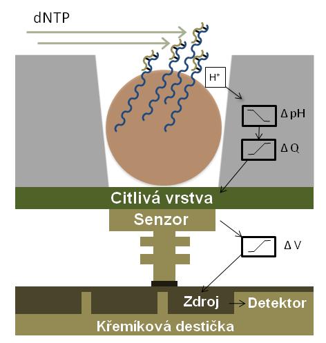 Do jamek jsou postupně přiváděny nukleotidy a dochází k syntéze komplementárního vlákna DNA. Pokud dojde k inkorporaci nukleotidu, uvolní se vodíkový kation, čímž dojde ke snížení ph.