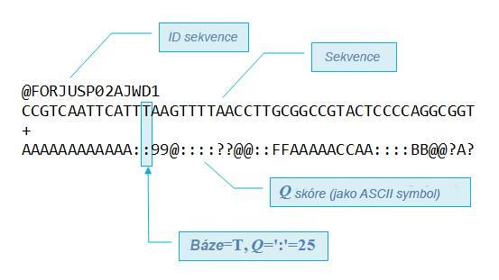 formátu. Soubor ve formátu FASTQ má standardní čtyřřádkovou strukturu, která je znázorněna na obrázku 11. Obr. 11: Schéma struktury FASTQ souboru s využitím kódování Illumina v1.