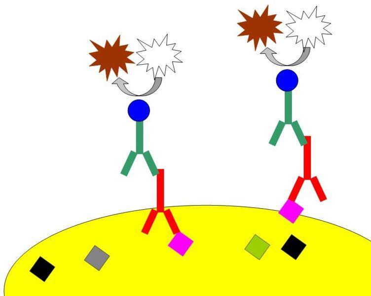 Enzym konjugovaný se sekundární Ab zajistí vizualizaci Sekundární Ab