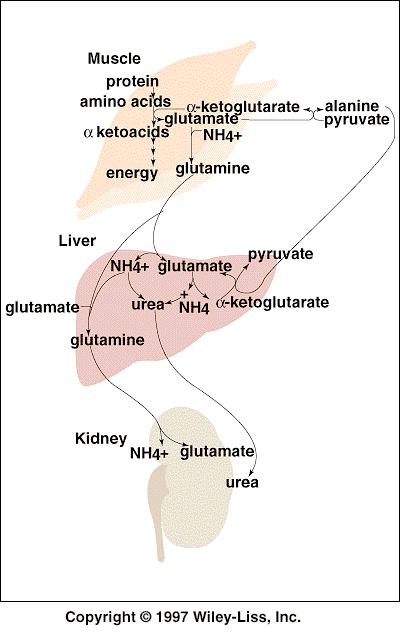 Transport aminodusíku při odbourávání svalových proteinů produkty vylučované močí Obrázek je převzat z učebnice: Devlin, T.