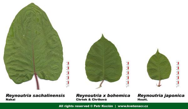 Křídlatky (Reynoutria japonica, Reynoutria sachalinensis, Reynoutria x bohemica) Křídlatka japonská a sachalinská pochází ze SV Asie a Ruska, křídlatka česká je křížencem předchozích druhů křídlatek.