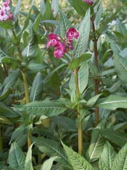 Netýkavka žláznatá (Impatiens glandulifera) Západní Himaláj Jednoletá, statná bylina vysoká až 3m, dutý stonek a výrazná fialová, růžová nebo bílá květenství, která sladce až omamně voní.