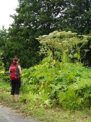 Bolševník velkolepý (Heracleum mantegazzianum) Západní Kavkaz Bolševník velkolepý je dvouletá až vytrvalá rostlina, velmi mohutná až 5m vysoká, s listy dlouhými až 3m a kořenem hlubokým až 3m.